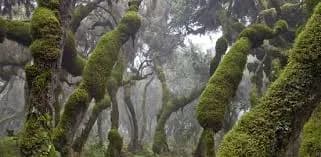 Bale Mountains National Park preview 2