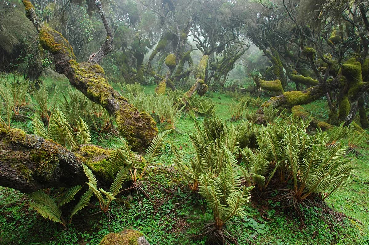 Bale Mountains National Park preview 3