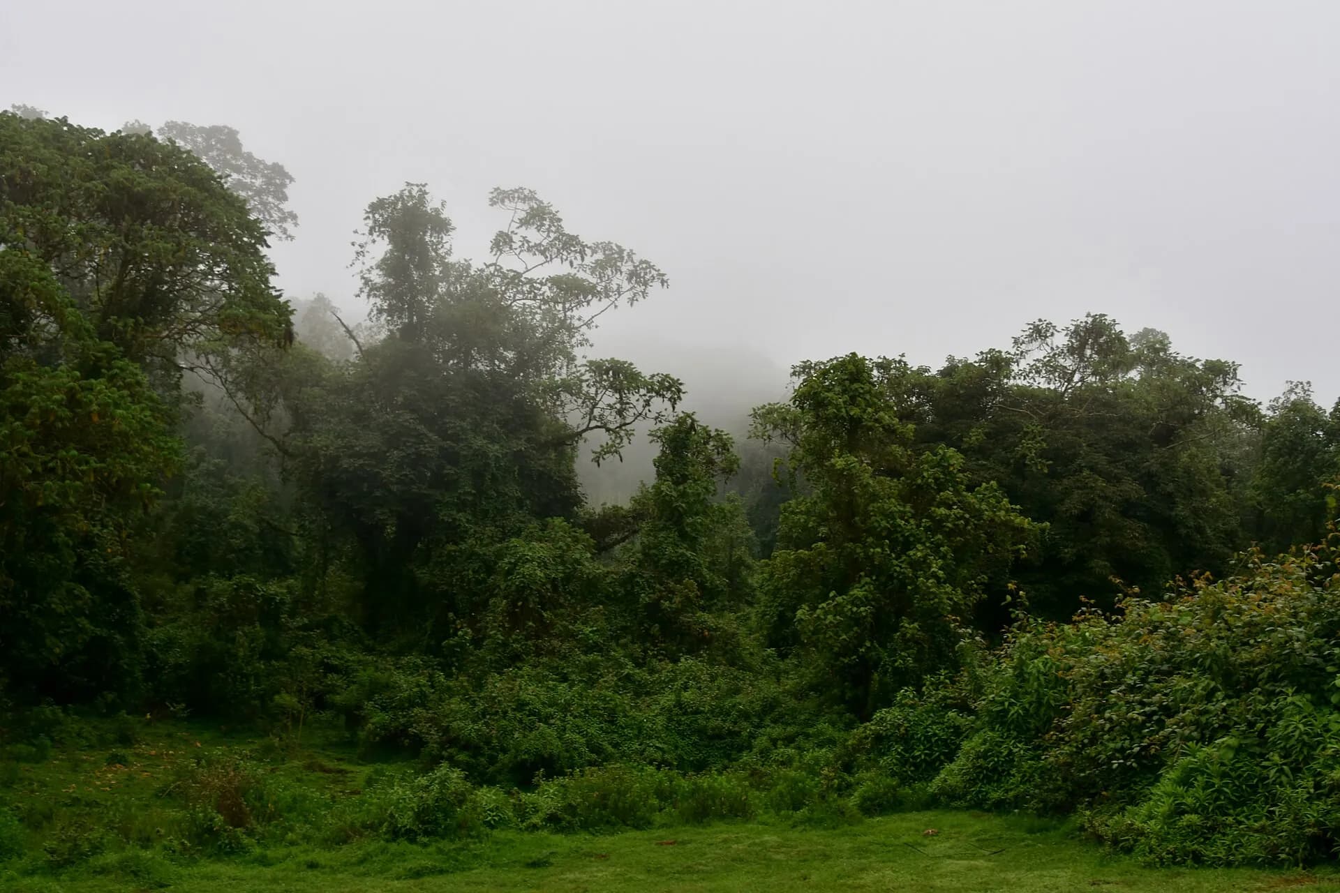 Harenna Forest preview 2
