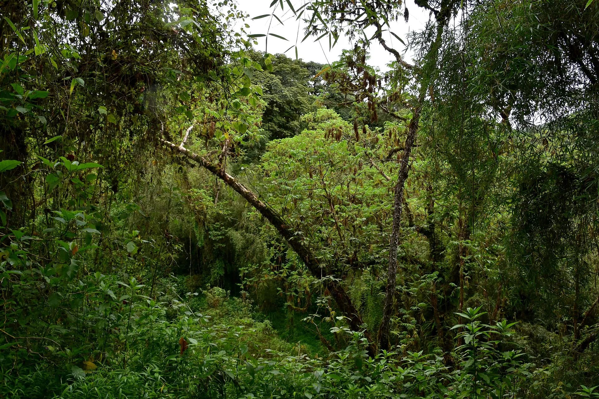 Harenna Forest preview 3