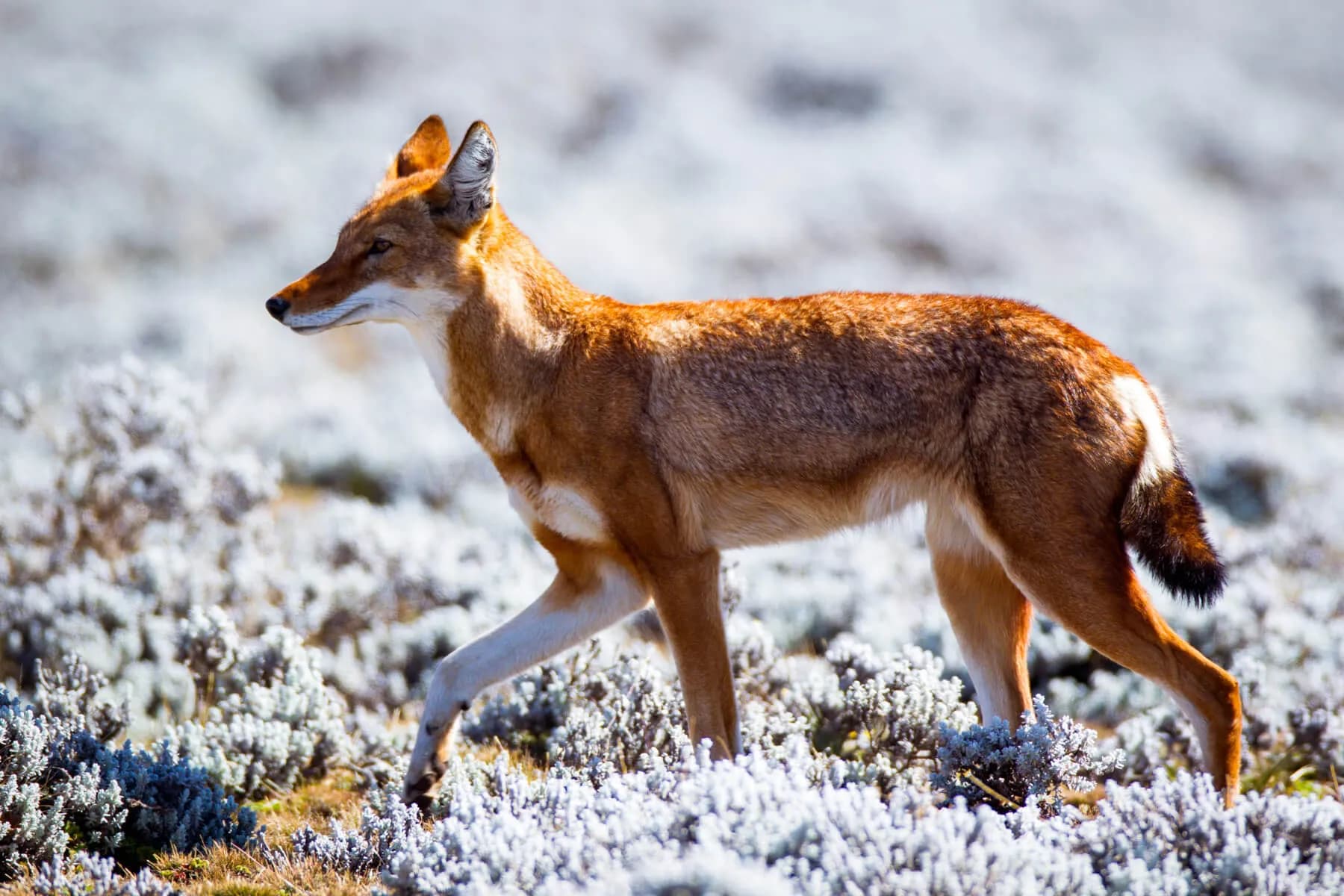 Simien Mountains Trekking preview 2