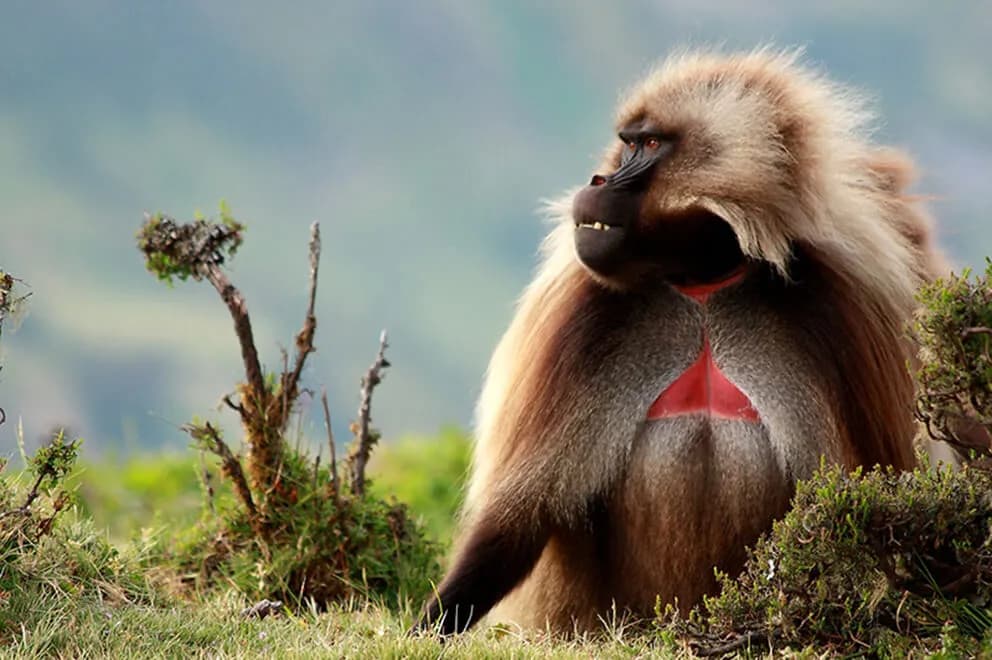 Simien Mountains Trekking preview 3