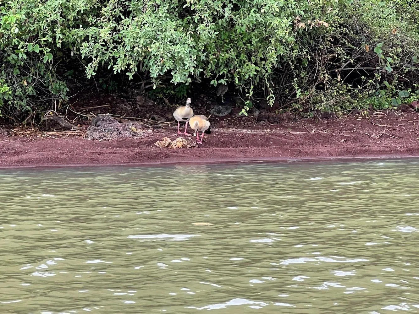 Chamo Lake preview thumbnail 6