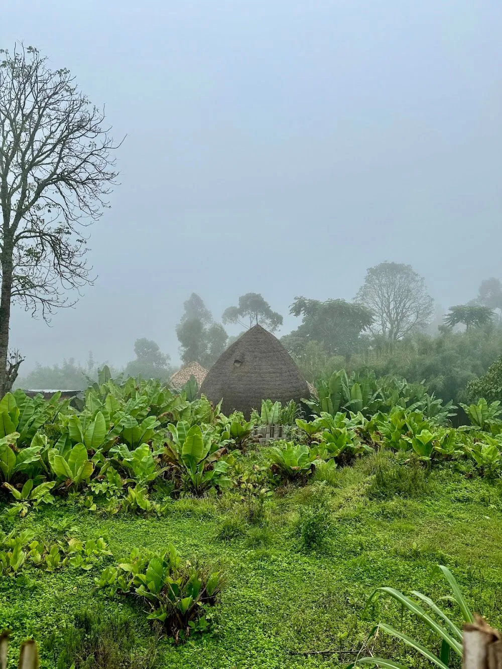 Dorze Village preview thumbnail 5