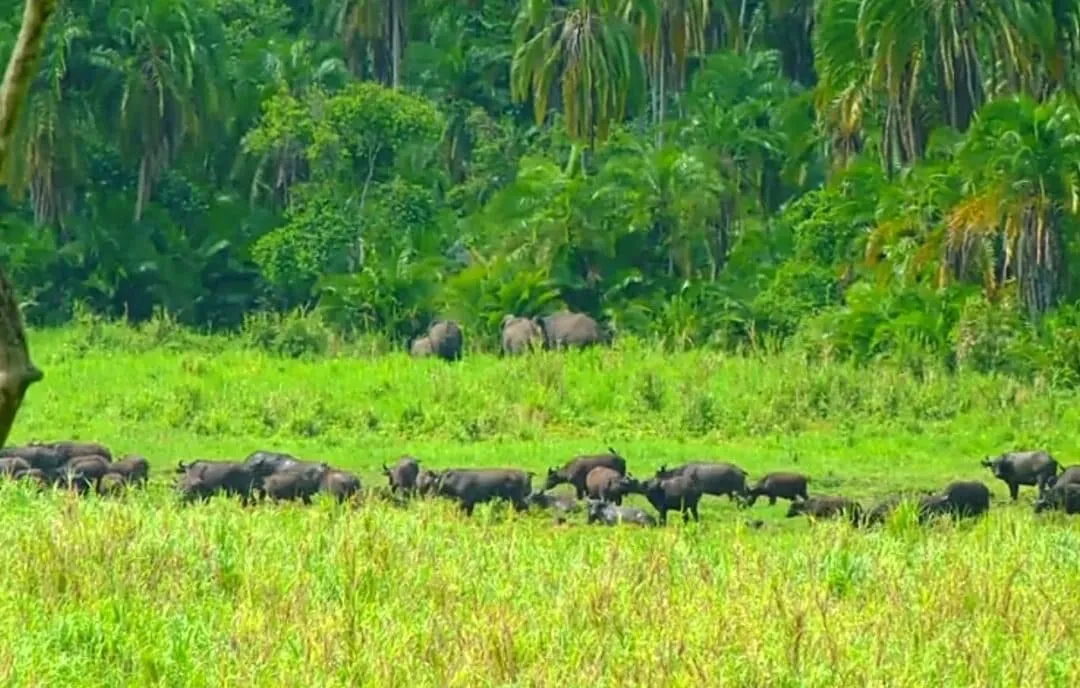 Chebera-Churchura National Park preview thumbnail 4