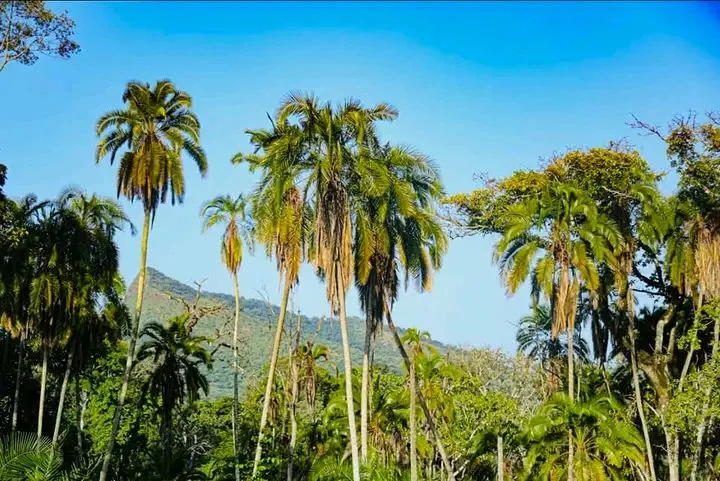 Chebera-Churchura National Park preview thumbnail 9
