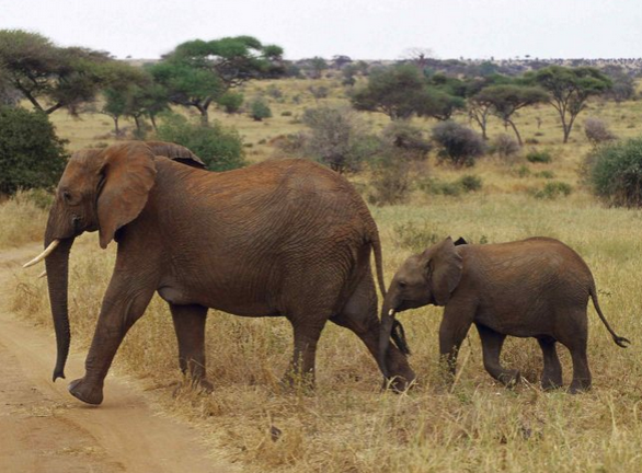 Babile Elephant Sanctuary preview thumbnail 4