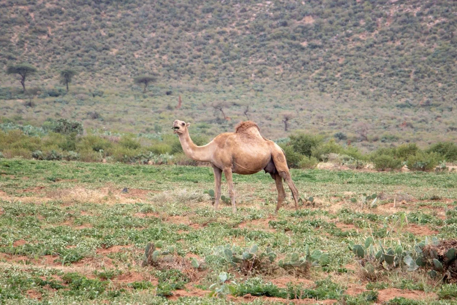 Babile Elephant Sanctuary preview thumbnail 6